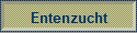 Entenzucht