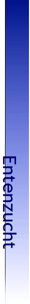 Entenzucht